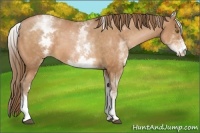 Horse Color:White Spotted Bay Pearl