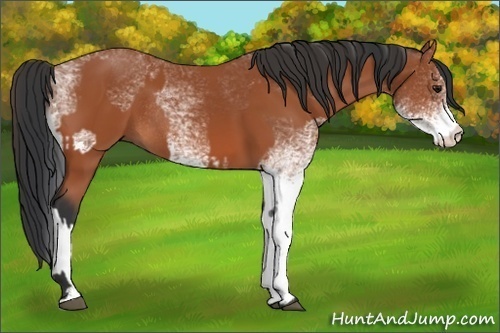Horse Color:Bay Sabino Rabicano  and White Spotted Bay Sabino Rabicano 