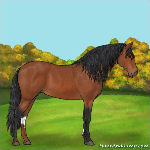 Horse Color:Bay 