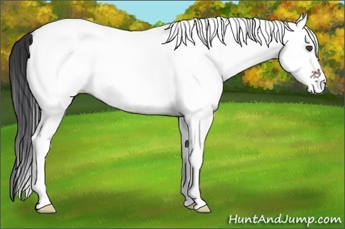 Horse Color:White Spotted Bay 