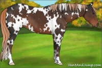 Horse Color:White Spotted Liver Chestnut 