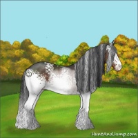 Horse Color:White Spotted Brown Sabino Rabicano 