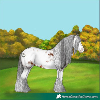 Horse Color:Brown Sabino 