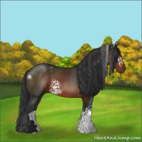 Horse Color:White Spotted Brown 
