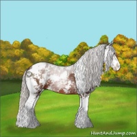 Horse Color:Silver Brown Sabino Rabicano 