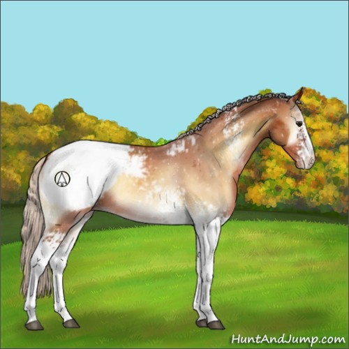 Horse Color:White Spotted Silver Buckskin Onyx Sabino Appaloosa 