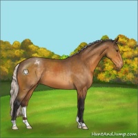 Horse Color:Silver Buckskin Appaloosa 