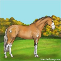 Horse Color:Silver Buckskin Sabino 