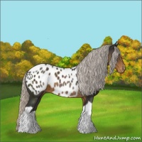 Horse Color:Silver Smoky Black Tobiano Appaloosa