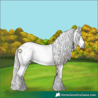 Horse Color:Gray White Spotted Silver Buckskin Leopard