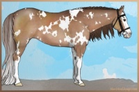 Horse Color:White Spotted Liver Chestnut Sabino Splash 