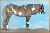 Horse Color:White Spotted Silver Black Sabino 