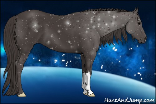 Horse Color:Smoky Black