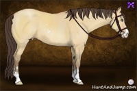 Horse Color:Amber Champagne Dun Sabino
