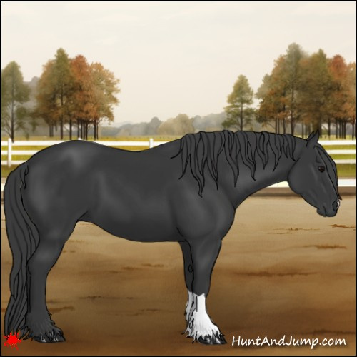 Horse Color:Black 