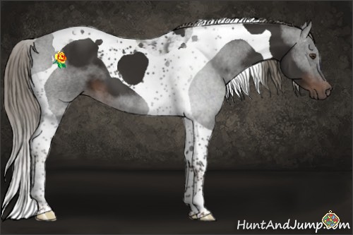 Horse Color:Liver Chestnut Tobiano 