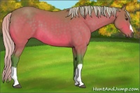 Horse Color:Watercolor Silver Brown 