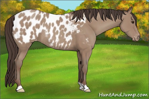 Horse Color:Classic Champagne Near Leopard Rabicano