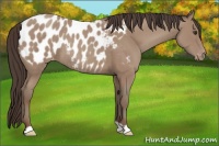 Horse Color:Classic Champagne Appaloosa Rabicano 