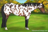 Horse Color:Bay Near Leopard Rabicano 