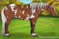 Horse Color:White Spotted Silver Bay Varnish