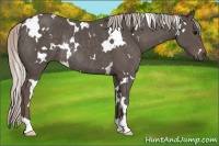 Horse Color:White Spotted Silver Black Rabicano