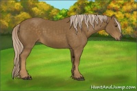 Horse Color:Chocolate Palomino 