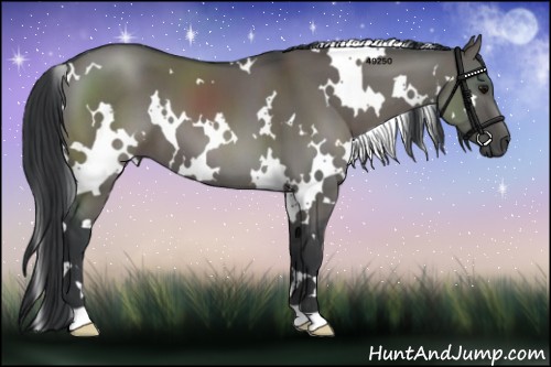 Horse Color:White Spotted Grullo 