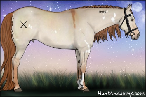 Horse Color:White Spotted Red Dun 