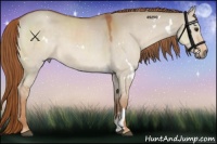 Horse Color:White Spotted Red Dun 