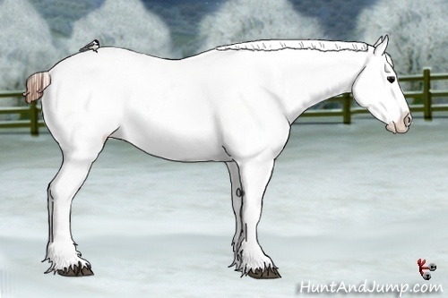 Horse Color:Grullo Roan Appaloosa
