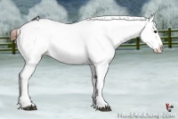 Horse Color:Grullo Roan Varnish