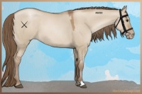 Horse Color:Grullo Pearl 