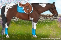 Horse Color:Bay Tobiano 