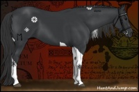 Horse Color:Black Tobiano 