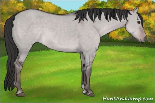 Horse Color:Platinum Liver Red Dun 