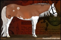 Horse Color:Silver Bay Splash 