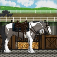 Horse Color:Grullo Sabino Tobiano 