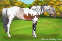 Horse Color:White Spotted Bay Varnish 