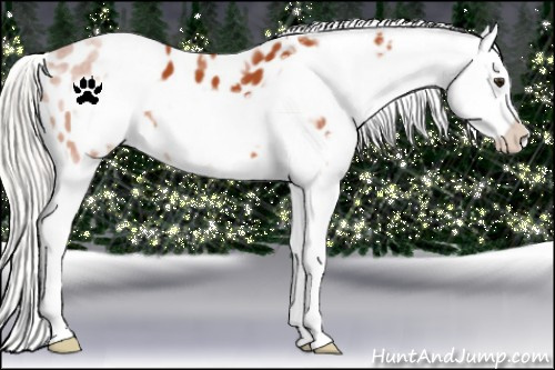 Horse Color:White Spotted Silver Bay Frame Appaloosa 