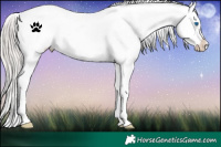 Horse Color:White Spotted Silver Brown Roan Frame Snowcap 
