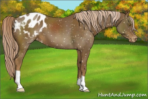 Horse Color:Chocolate Palomino Appaloosa 