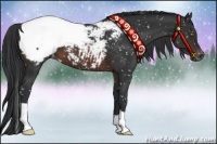 Horse Color:Brown Appaloosa