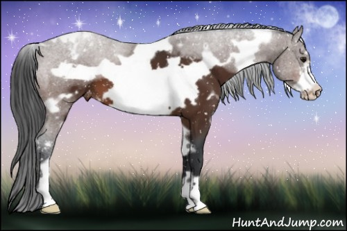 Horse Color:White Spotted Bay Frame Snowflake Varnish 