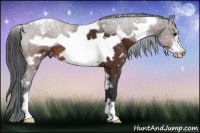 Horse Color:White Spotted Bay Frame Appaloosa