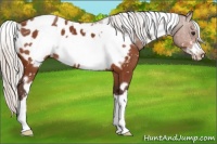 Horse Color:White Spotted Silver Bay Frame Appaloosa