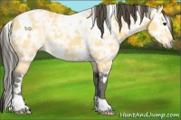 Horse Color:White Spotted Buckskin Ice 
