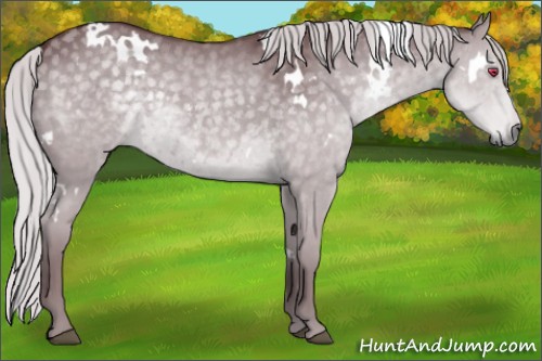 Horse Color:White Spotted Chocolate Silver Grullo Chinchilla 