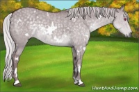 Horse Color:White Spotted Chocolate Silver Grullo Chinchilla 
