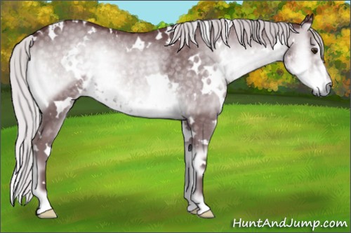 Horse Color:White Spotted Chocolate Silver Smoky Blue Onyx Chinchilla Rabicano 